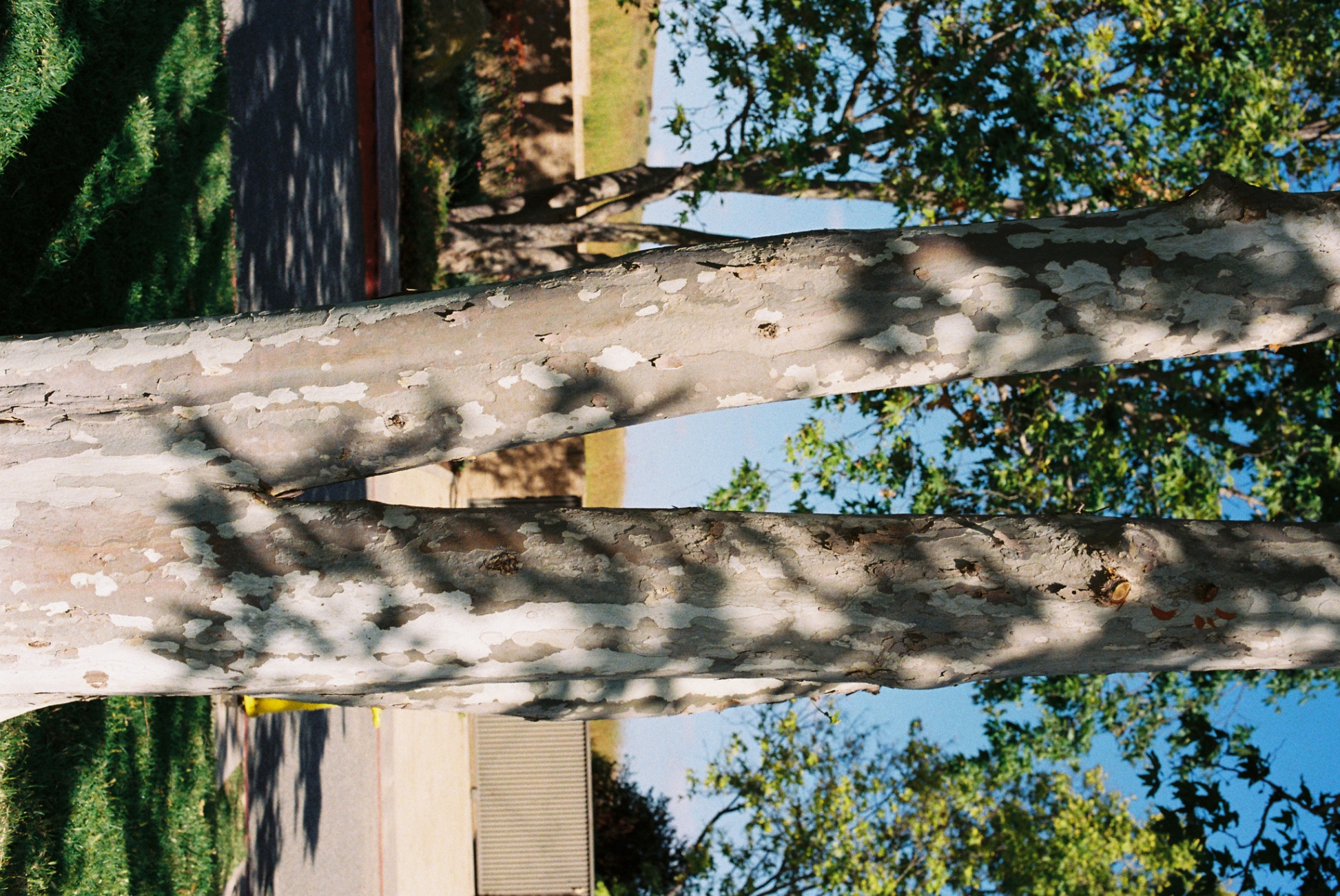 Frame 38