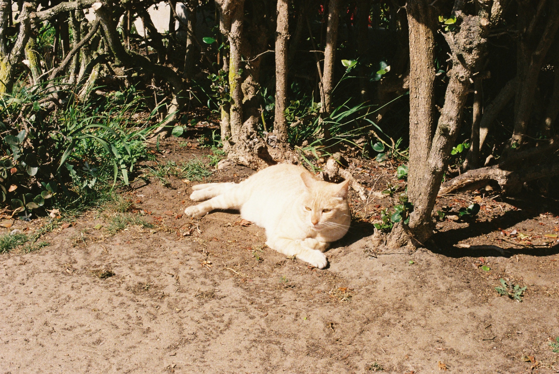 Frame 33
